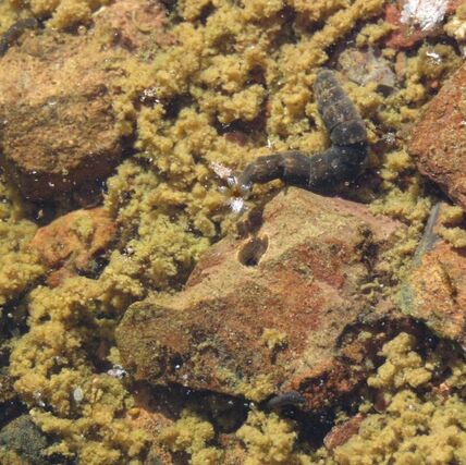 Stratiomyidae (soldier fly) larva living in a rock pool