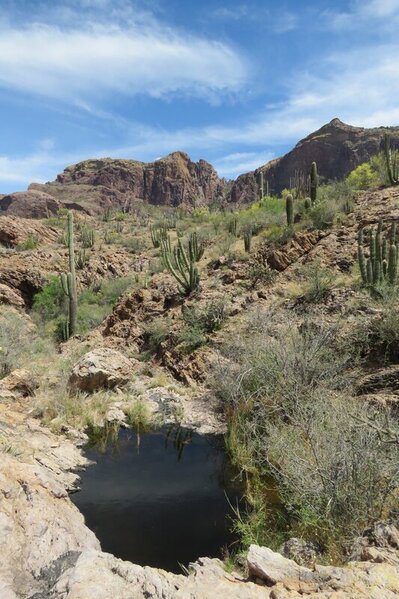 a rock pool nestled into the rock outcrops of the Ajo Mountains in Organ Pipe Cactus National Monument