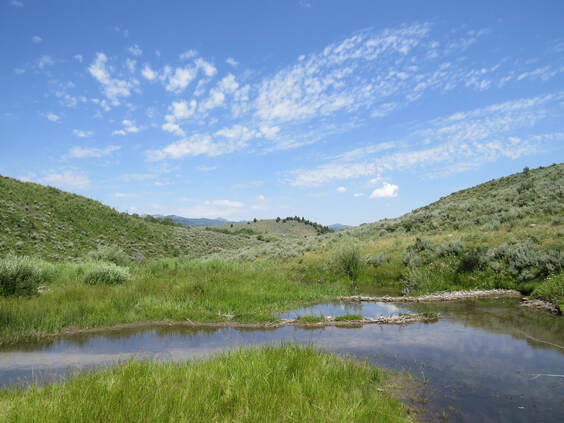 a sagebrush meadow with a beaver dam ponding the creek in the mountains