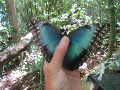 a blue morpho butterfly in the sunny forest, Costa Rica