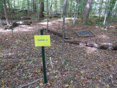 string-delineated plots on the deciduous forest floor in Pennsylvania